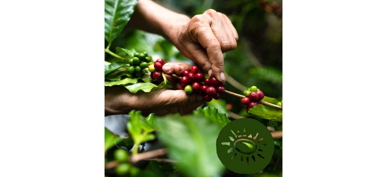 �kologisk kaffe, for�r 2026