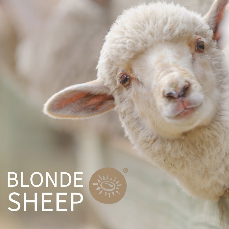 300 gram Blonde Sheep | P�ske 2026