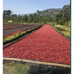 Etiopien Sidamo