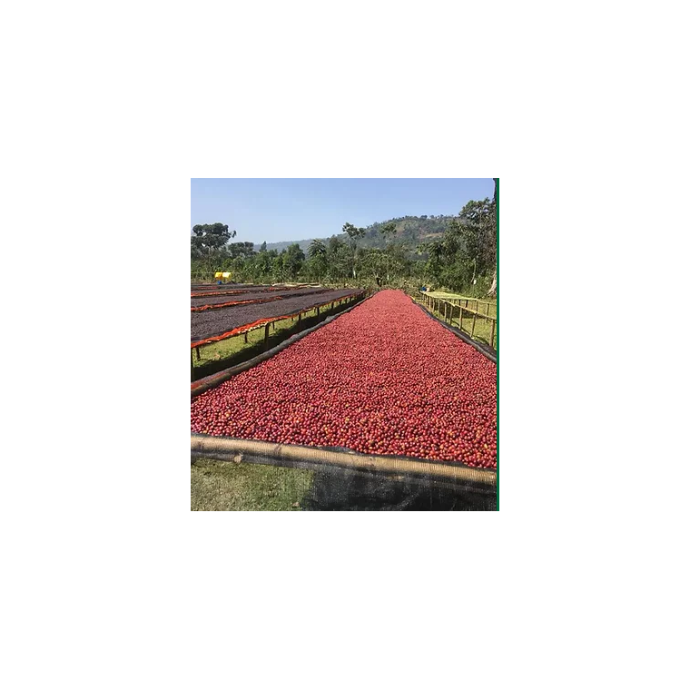 Etiopien Sidamo (ko)