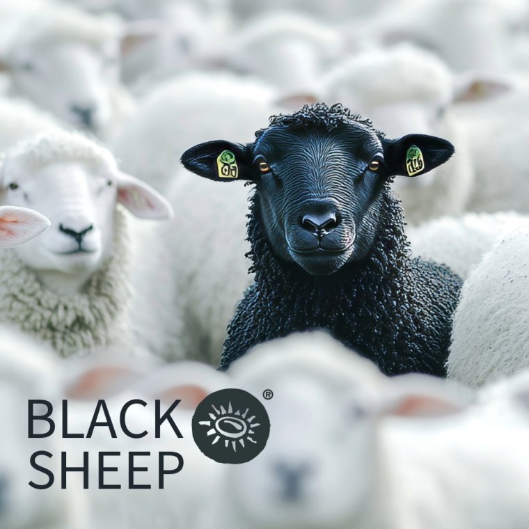 300 gram Black Sheep | P�ske 2026