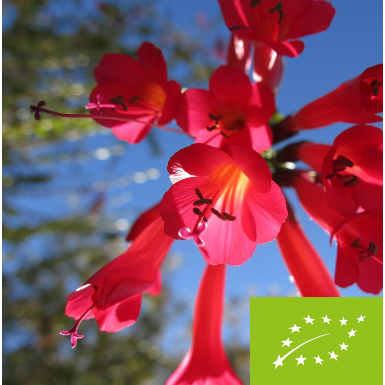 Peru Flores (ko) 2025