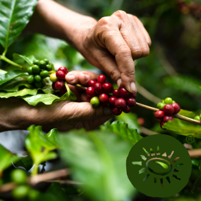 Miscela Potente �KO