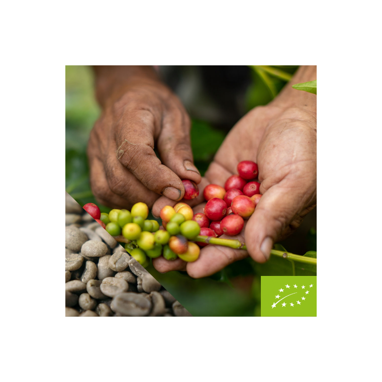 Honduras Bendicion KO (R kaffe)