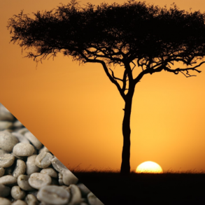 Kenya AA Kerenyaga (R kaffe)