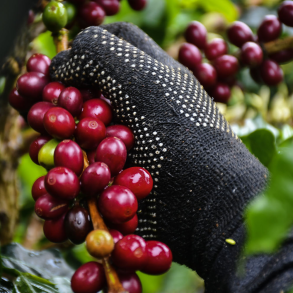 1.000 gram CYC Malawi AAA Natural