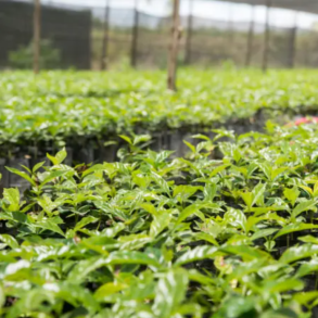 1.000 gram CYC Indonesien Mandheling (kologisk)