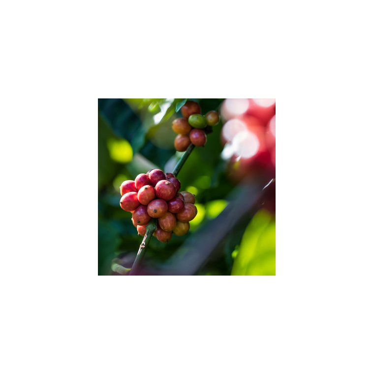 Indien Kaapi Royale :: ROBUSTA :: (R kaffe)